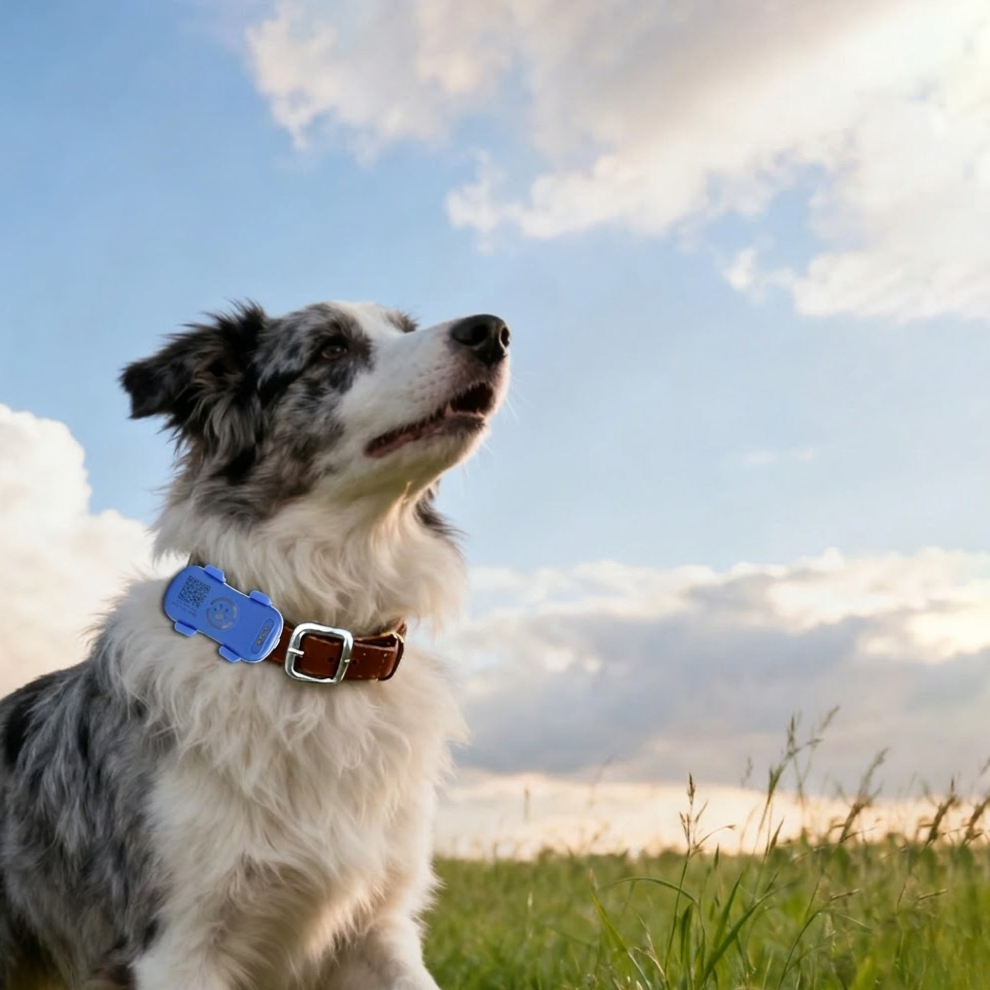4G GPS Pet Tracker - Additional Image